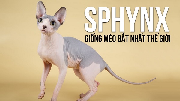 Mèo Ai Cập (Sphynx) - Nguồn gốc của giống mèo đắt nhất thế giới