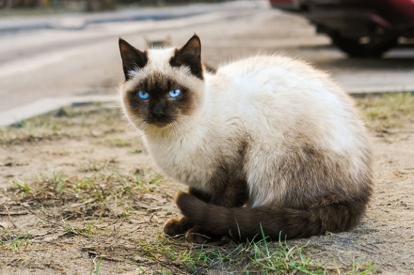 Mèo Xiêm (Siamses) - Nguồn gốc, đặc điểm và giá bán