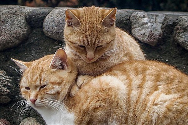 Bệnh viêm phúc mạc ở mèo - Hiểm họa khôn lường Thế giới loài mèo