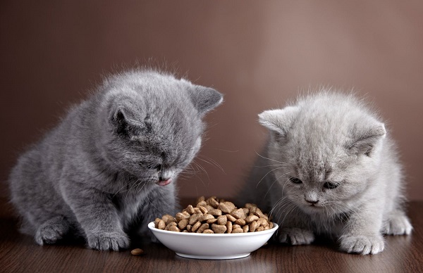 Cách bảo quản thức ăn cho mèo giữ vẹn nguyên dinh dưỡng