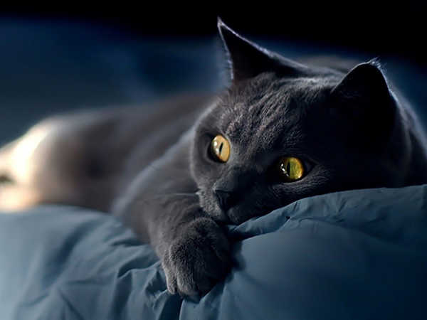 Mèo Mun Đen - Giống Mèo Ma Lực Bí Ẩn Nhất Thế Giới Thế Giới Loài Mèo