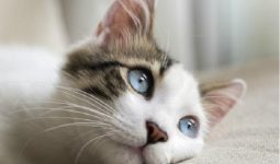 Mèo bị chảy nước mắt - Nguyên nhân và cách điều trị