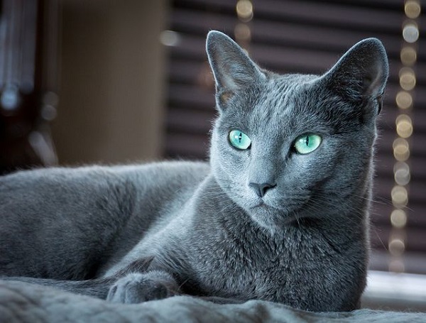 Mèo Nga Mắt Xanh (Russian Blue) - Giống mèo quý tộc