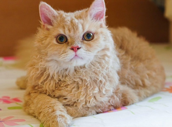Mèo Laperm - mèo lông xoăn Hoa Kỳ