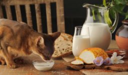 Sữa Bio cho mèo