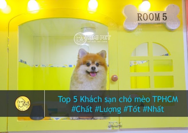 khach-san-cho-meo-tphcm