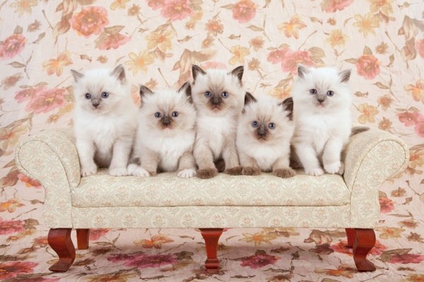 5-ragdoll-mèo con-trên-kem-sofa-ghế