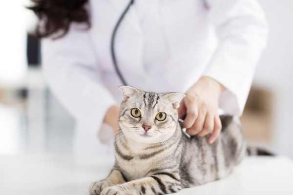 a-nữ-bác sĩ thú y với mèo