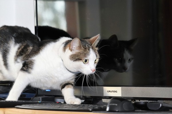 a-tabby-cat-walk-on-a-desk-with-computer-setup