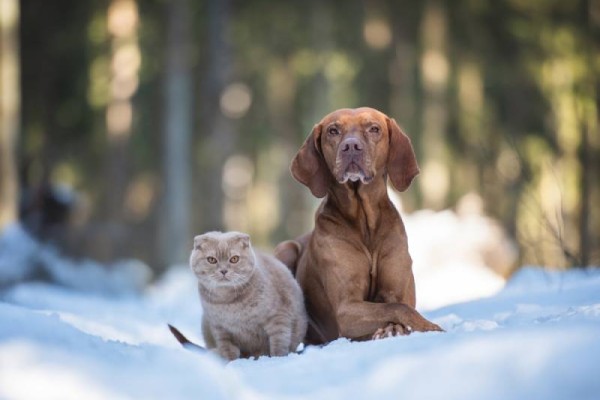 a-vizsla-and-a-cat-out-in-the-tuyết
