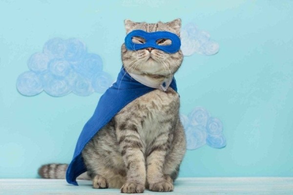 thuong-mèo-trong-trang phục siêu anh hùng