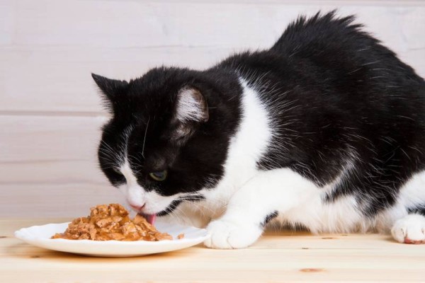 mèo-đen-trắng-ăn-thức-ăn-lỏng-từ-đĩa