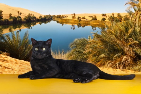 black-savannah-cat-nằm