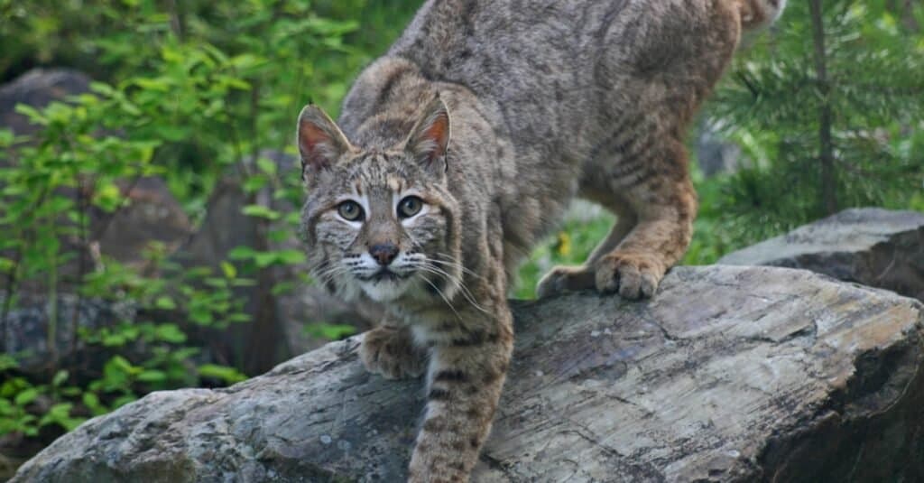 Các loại mèo Lynx