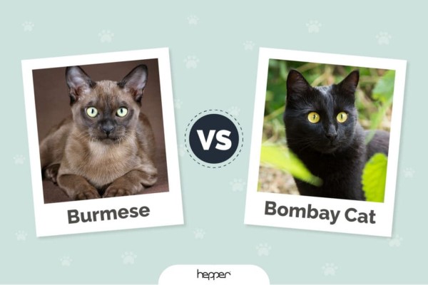 burmese-vs-bombay-cat