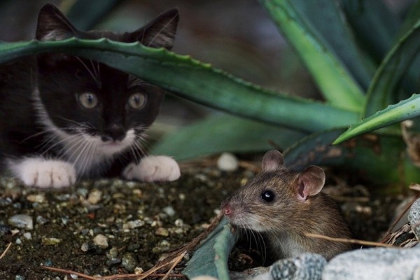 mèo vờn chuột trong vườn