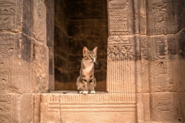 mèo-trong-luxor-đền-ở-Ai-cập