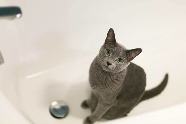 con mèo trong bồn tắm