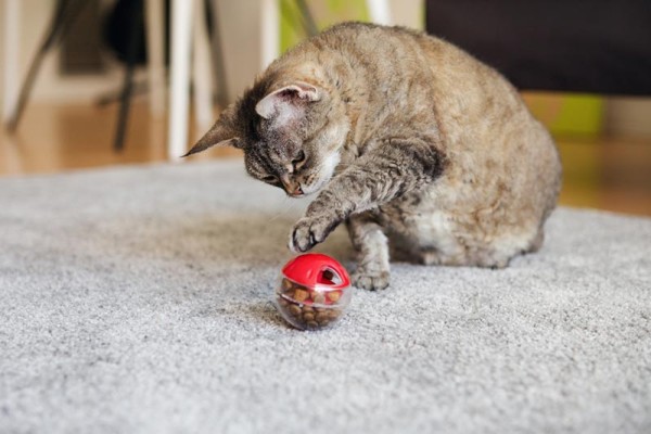 mèo chơi với đồ chơi