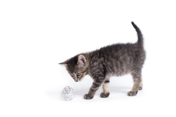 mèo-chơi-với-nhôm-bóng-bóng