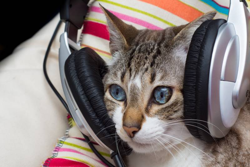 mèo đeo tai nghe khi nghe nhạc