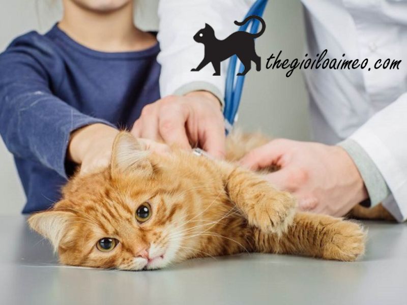 Hướng dẫn cách chăm sóc và điều trị bệnh phí cơ tim ở mèo