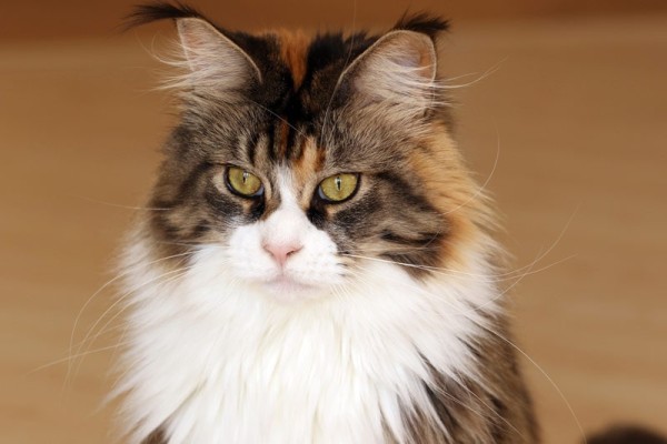cận-của-một-maine-coon-cat
