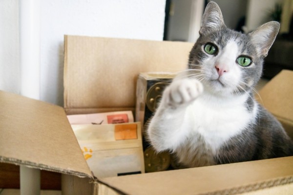 dễ thương-mèo-ngồi-trong-hộp-đầy-món-mèo