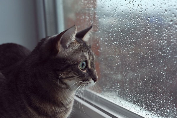 ảnh-tối-của-con-mèo-trẻ-xám-nhìn-ra-cửa-sổ-khi-trời-mưa-trong-sân