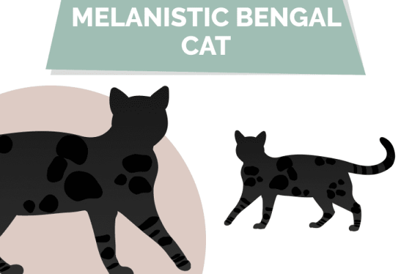 melanistic-black-bengal-cat