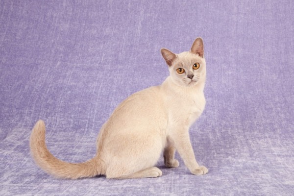lilac-burmese-cat-in-purple-nền