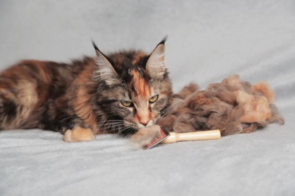 maine-coon-mèo-với-lược-và-tóc-gần