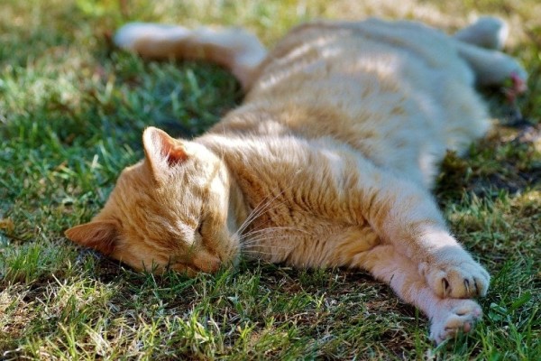 cam-mèo-ngủ-trên-cỏ
