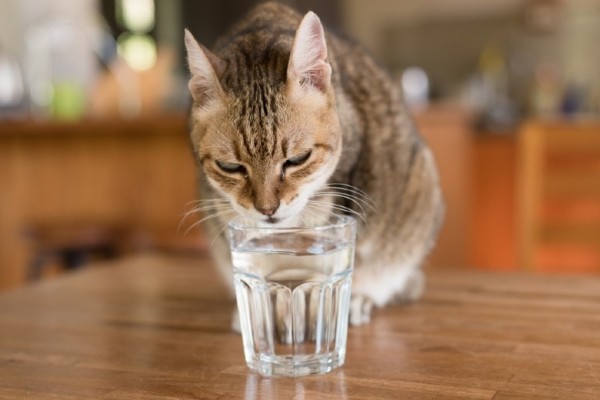 thú-mèo-uống-nước-từ-ly-chủ