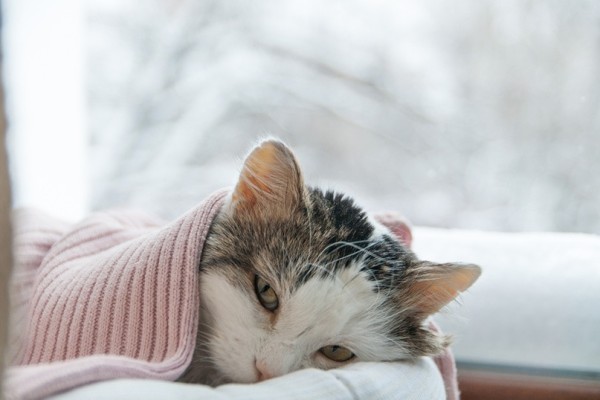 con-mèo-đắp-trong-chăn-ốm-nằm-trên-cửa-sổ-trong-mùa-đông