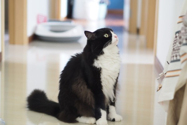 tuxedo-ragdoll-mèo-ngồi-trong-nhà