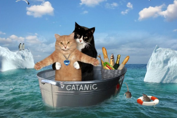 bao nhiêu con mèo đã ở trên titanic