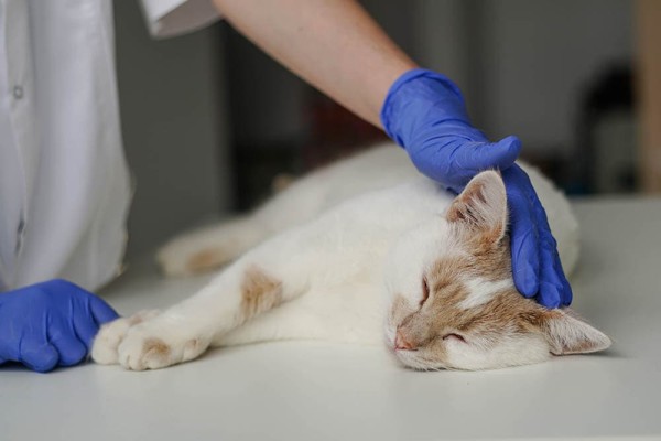 bác sĩ thú y kiểm tra một con mèo bị đột quỵ