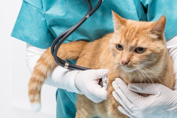 bác sĩ thú y sử dụng ống nghe trên mèo