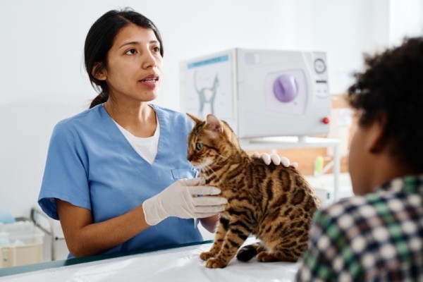 bác sĩ thú y-kiểm tra-bengal-mèo