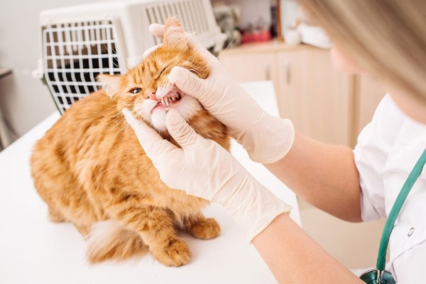 bác sĩ thú y kiểm tra răng cho mèo